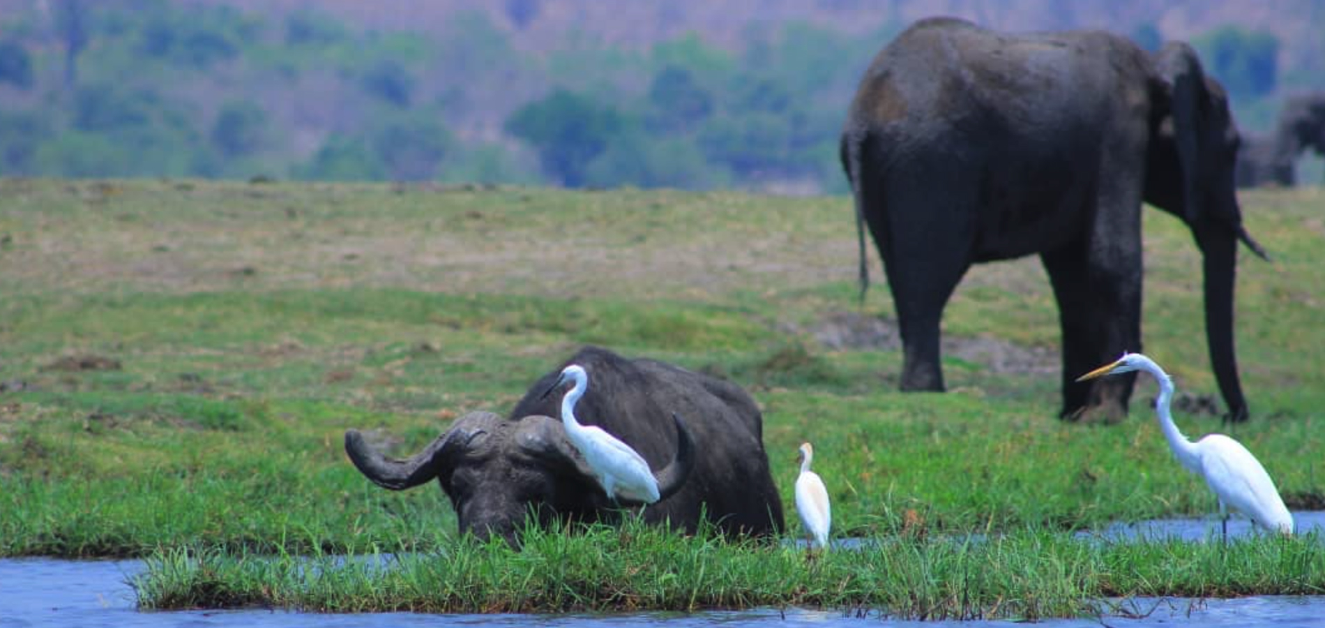 Game Drives in Zambezi National Park